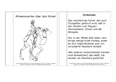 Mini-Buch-für-Lapbook-Kamel-Lesetext.pdf